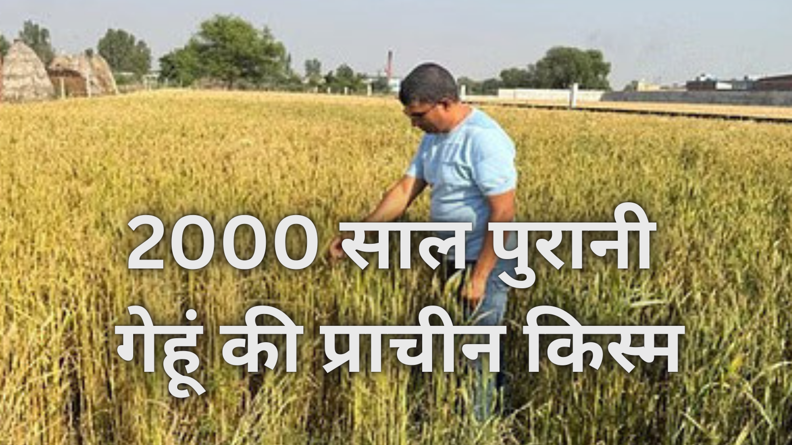 2000 साल पुरानी गेहूं की प्राचीन किस्म